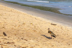 ilhaAnchieta_0036_30122023