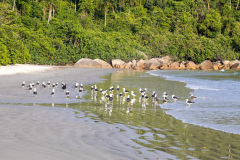 ilhaAnchieta_0046_30122023