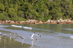 ilhaAnchieta_0048_30122023
