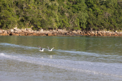 ilhaAnchieta_0051_30122023
