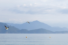ilhaAnchieta_0055_30122023