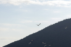 ilhaAnchieta_0056_30122023