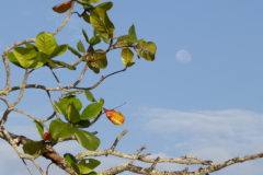 ilhaAnchieta_0066_30122023