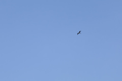 ilhaAnchieta_0069_30122023