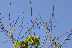 ilhaAnchieta_0070_30122023