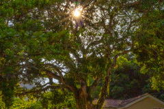 ilhaAnchieta_0076_30122023