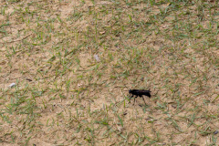 ilhaAnchieta_0090_30122023