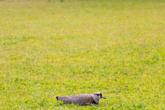ilhaAnchieta_0099_30122023