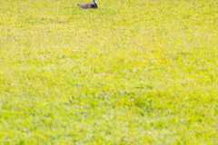 ilhaAnchieta_0101_30122023