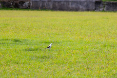 ilhaAnchieta_0102_30122023