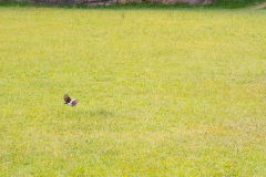 ilhaAnchieta_0103_30122023
