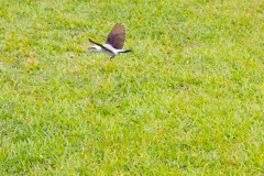 ilhaAnchieta_0107_30122023