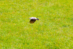 ilhaAnchieta_0108_30122023