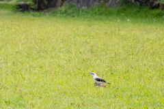 ilhaAnchieta_0111_30122023