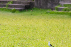 ilhaAnchieta_0112_30122023