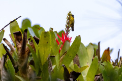 ilhaAnchieta_0125_31122023