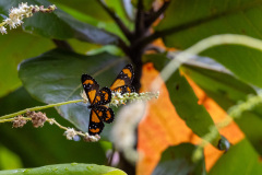 ilhaAnchieta_0153_31122023