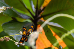 ilhaAnchieta_0154_31122023