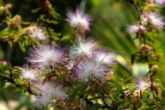 jsBotanicoJundiai_0028_22012024