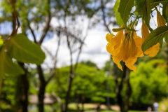 jsBotanicoJundiai_0030_22012024