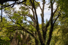 jsBotanicoJundiai_0035_22012024