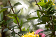 jsBotanicoJundiai_0042_22012024