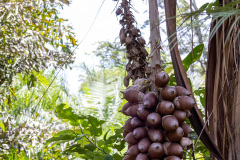 jsBotanicoJundiai_0043_22012024