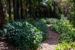 jsBotanicoJundiai_0044_22012024