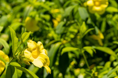 jsBotanicoJundiai_0083_22012024