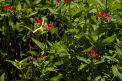 jsBotanicoJundiai_0091_22012024