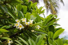 jsBotanicoJundiai_0103_22012024