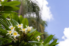 jsBotanicoJundiai_0104_22012024